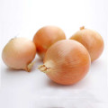 Fresh agricultural products onion yellow exporter